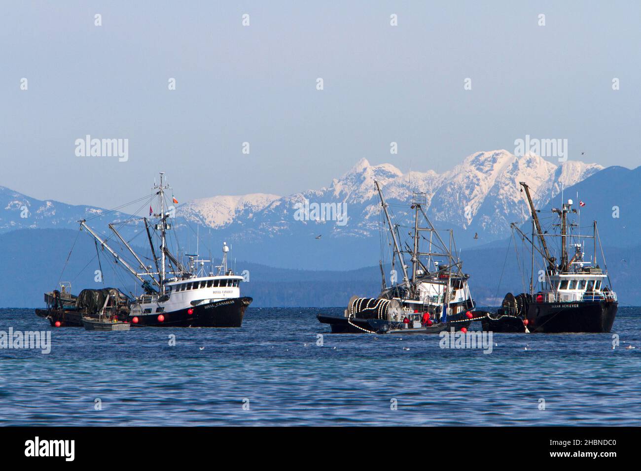 Fishing boats fishing for pacific herring in Strait of Georgia (Salish Sea) off Nanaimo coast, Vancouver Island, BC, Canada in March Stock Photo