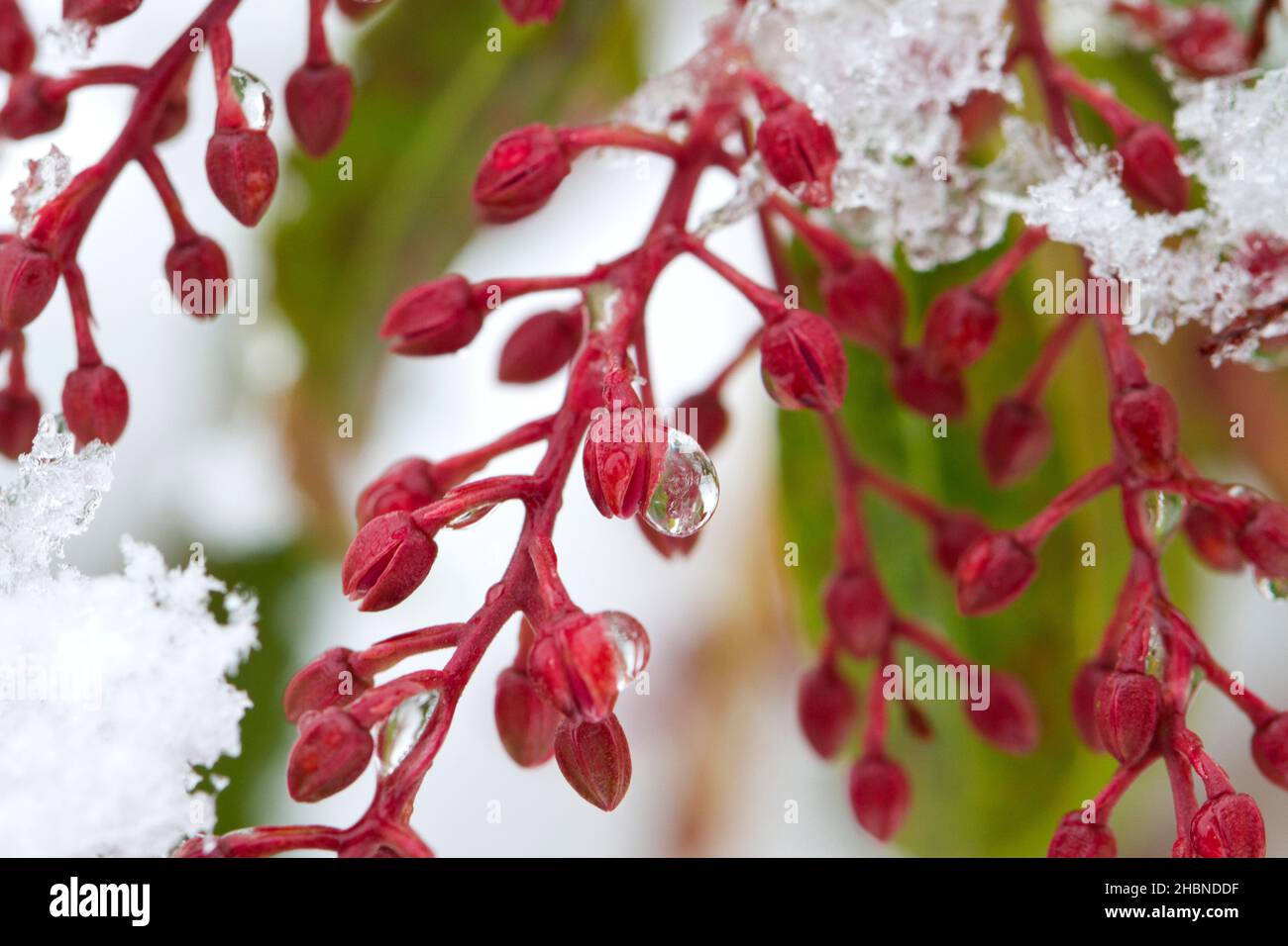 A winter scene of buds of a Pieris japonica plant with frozen water droplets and snow in a garden in Nanaimo,Vancouver Island, BC,Canada in February Stock Photo