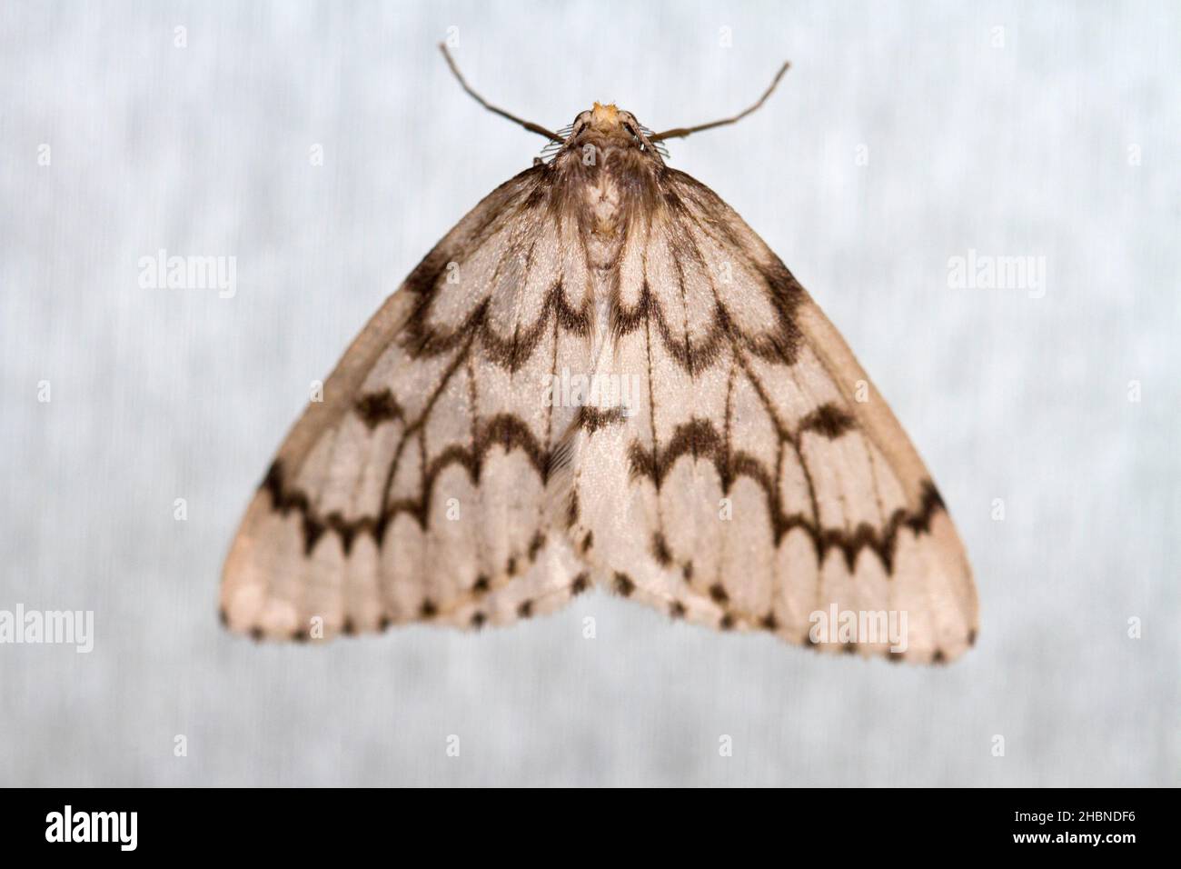 A Phantom Hemlock Looper moth (Nepytia phantasmaria) resting on a frosted glass window pane in Nanaimo, Vancouver Island, BC, Canada Stock Photo
