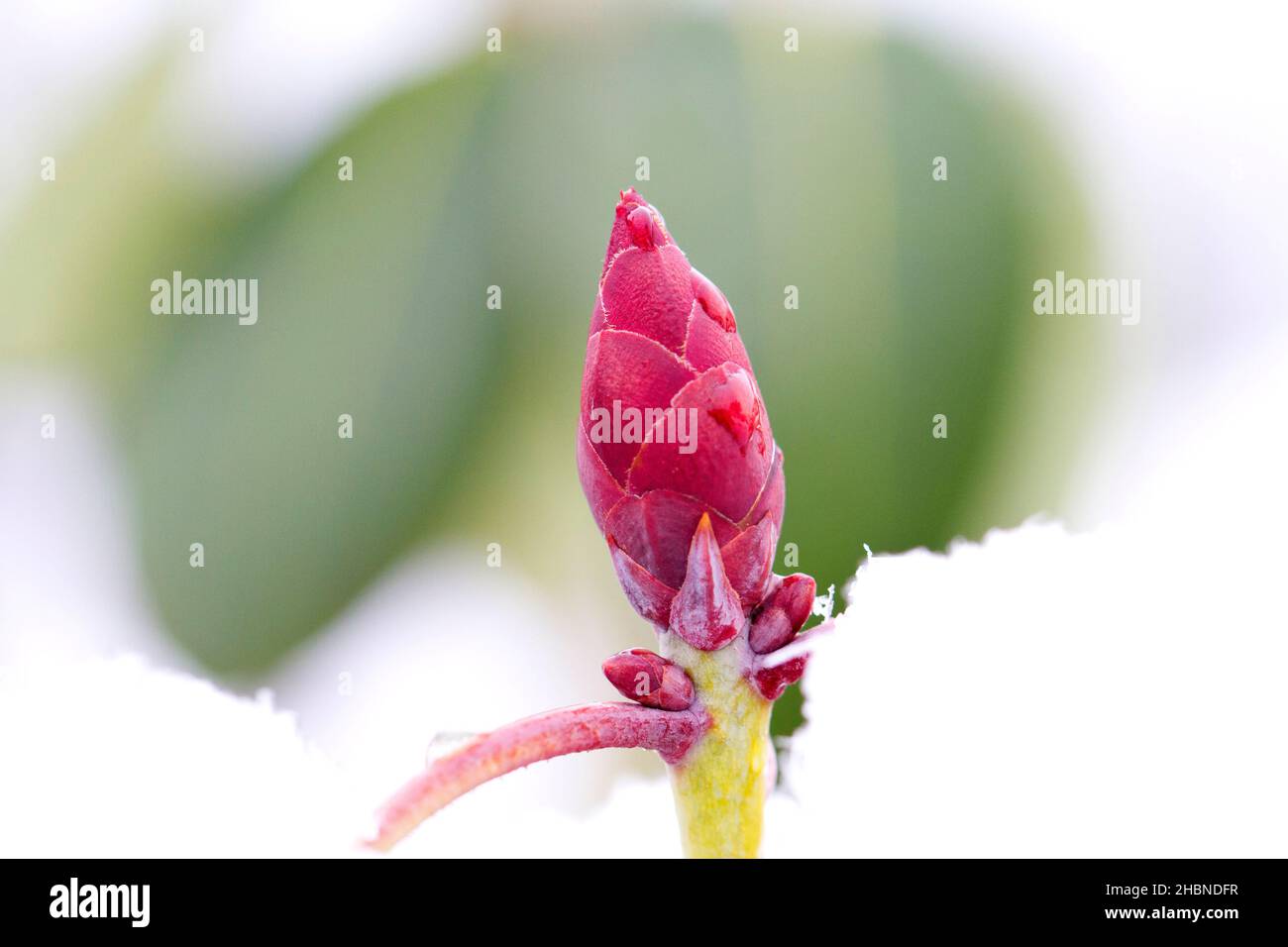 The bud of a Rhododendron plant with frozen water droplets against a background of snow in a garden in Nanaimo,Vancouver Island, BC,Canada in February Stock Photo