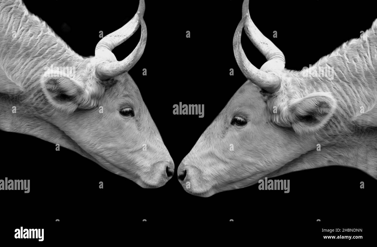 Two Big Horn Cow Together On The Dark Background Stock Photo