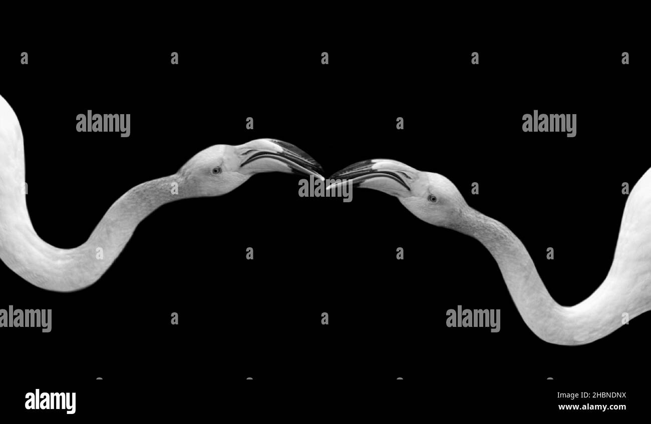 Two Long Neck Couple Flamingo Face In The Black Background Stock Photo