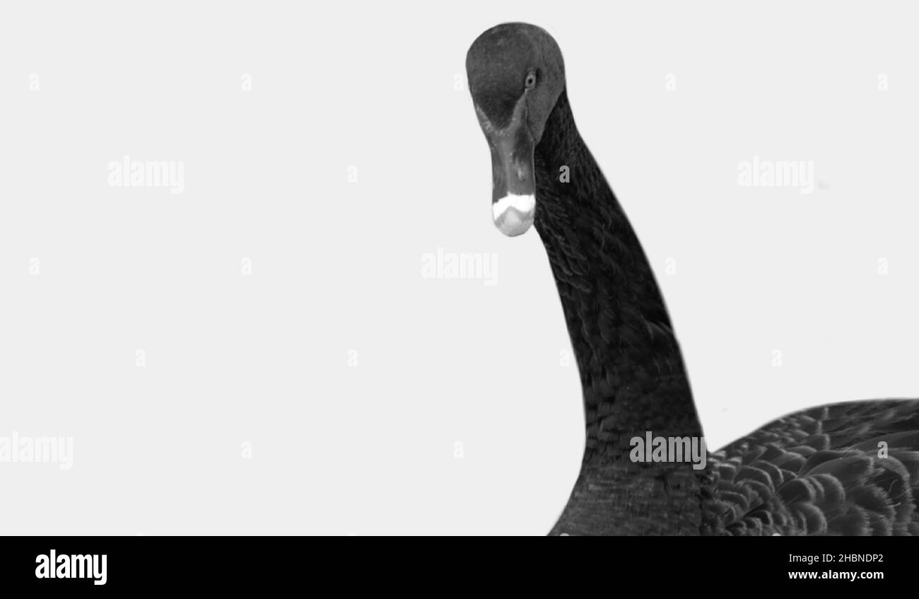 Beautiful Black Swan Closeup On The White Background Stock Photo