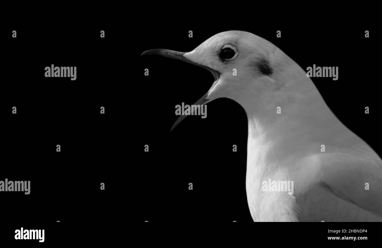 Angry Seagull Open Mouth On The Black Background Stock Photo