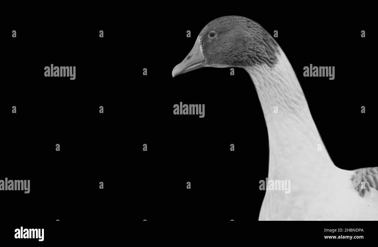 Black And White Goose Face In The Dark Background Stock Photo