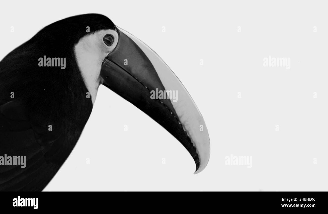 Black And White Choco Toucan Isolated On The White Background Stock Photo