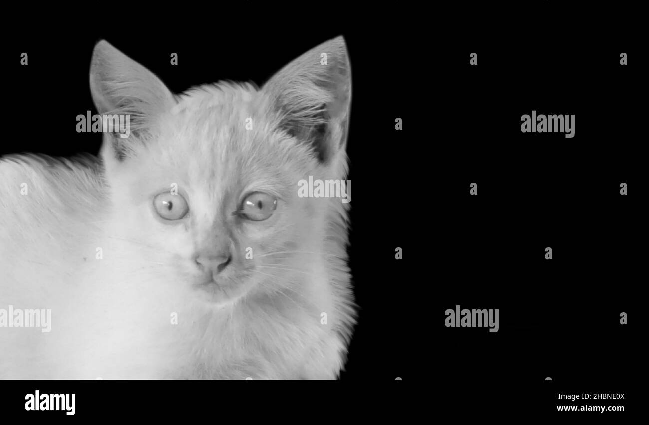 Cute Little Kitten Portrait On The Dark Background Stock Photo