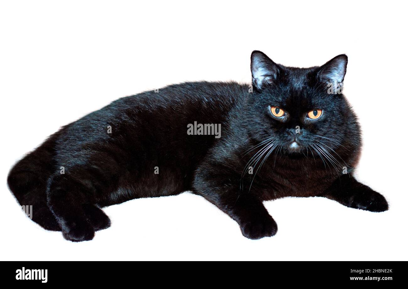 Scottish straight black cat portrait, cats, kittens and cats in the house, pets their photos and their life Stock Photo