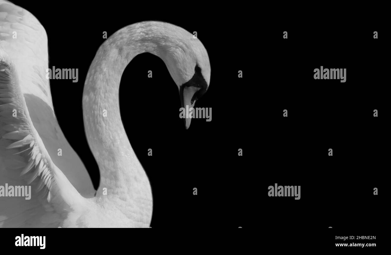 Beautiful Swan Portrait In The Black Background Stock Photo