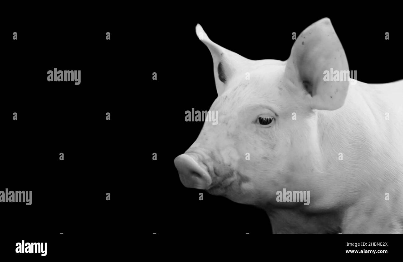 Pig Cute Face In The Black Background Stock Photo