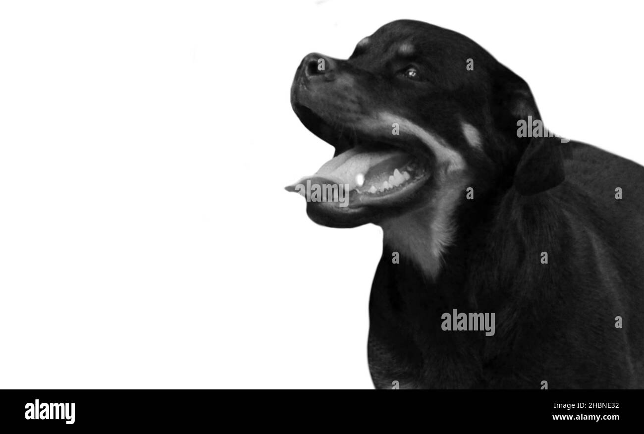 Cute Black Rottweiler Dog Face In The White Background Stock Photo