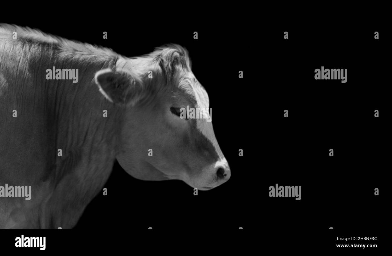 Young Black And White Cow On The Dark Background Stock Photo