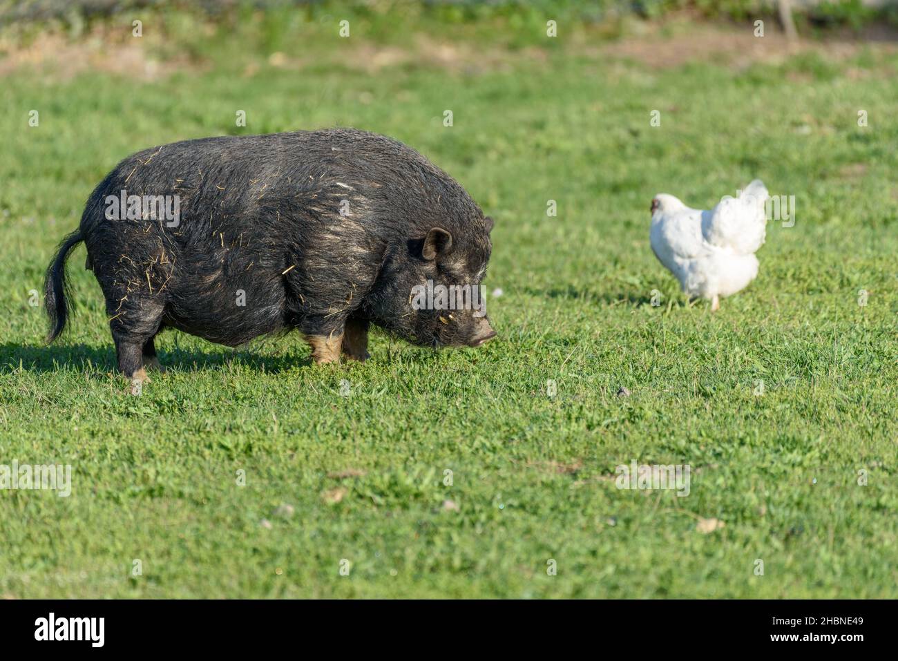 Black Asian pig in a pen in a village in spring. France, Europe Stock