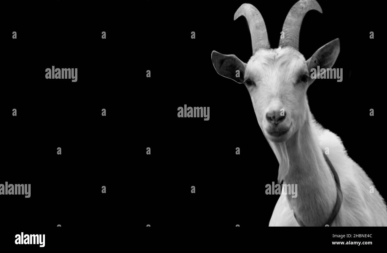White Cute Goat Looking Staring At Me On The Dark Background Stock Photo