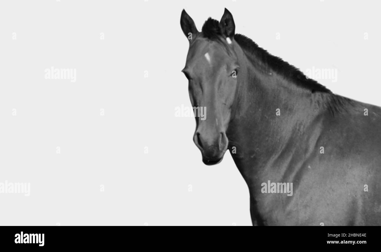 Horse Isolated In The White Background Stock Photo