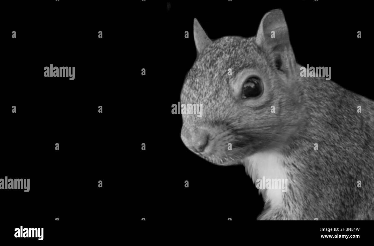 Cute Little Squirrel Face On The Black Background Stock Photo