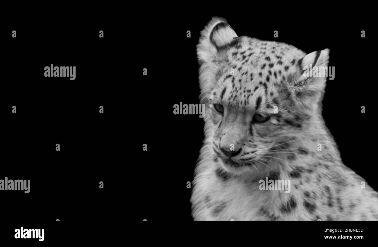 Cute Leopard Cub Closeup On The Black Background Stock Photo