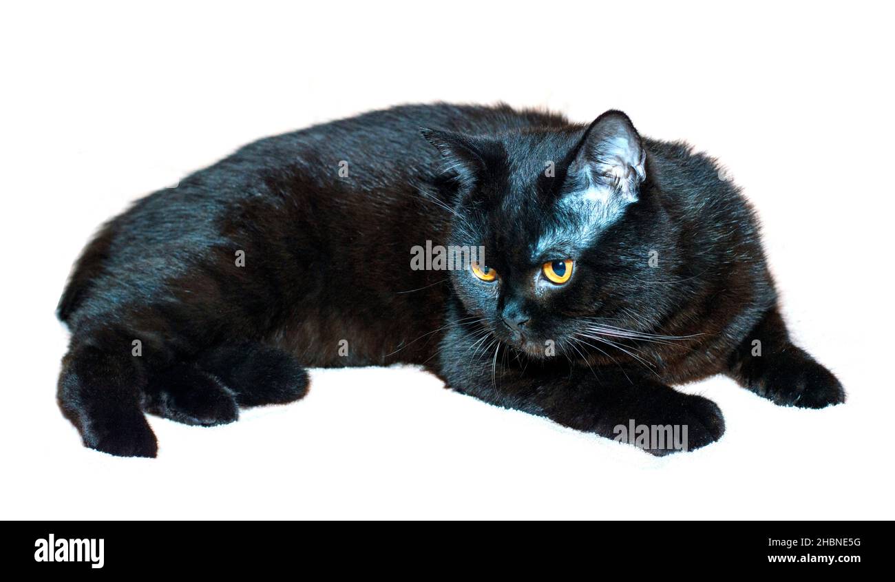 Scottish straight cat of dark color portrait, cats, kittens and cats in the house, pets their photos and their life Stock Photo