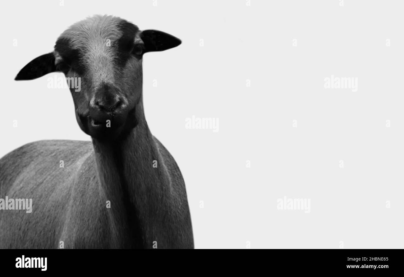 Cute Funny Black And White Goat Closeup Stock Photo