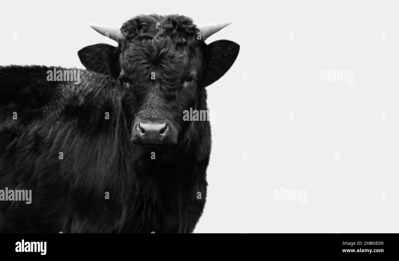 Cute Black Cow Closeup Face In The White Background Stock Photo