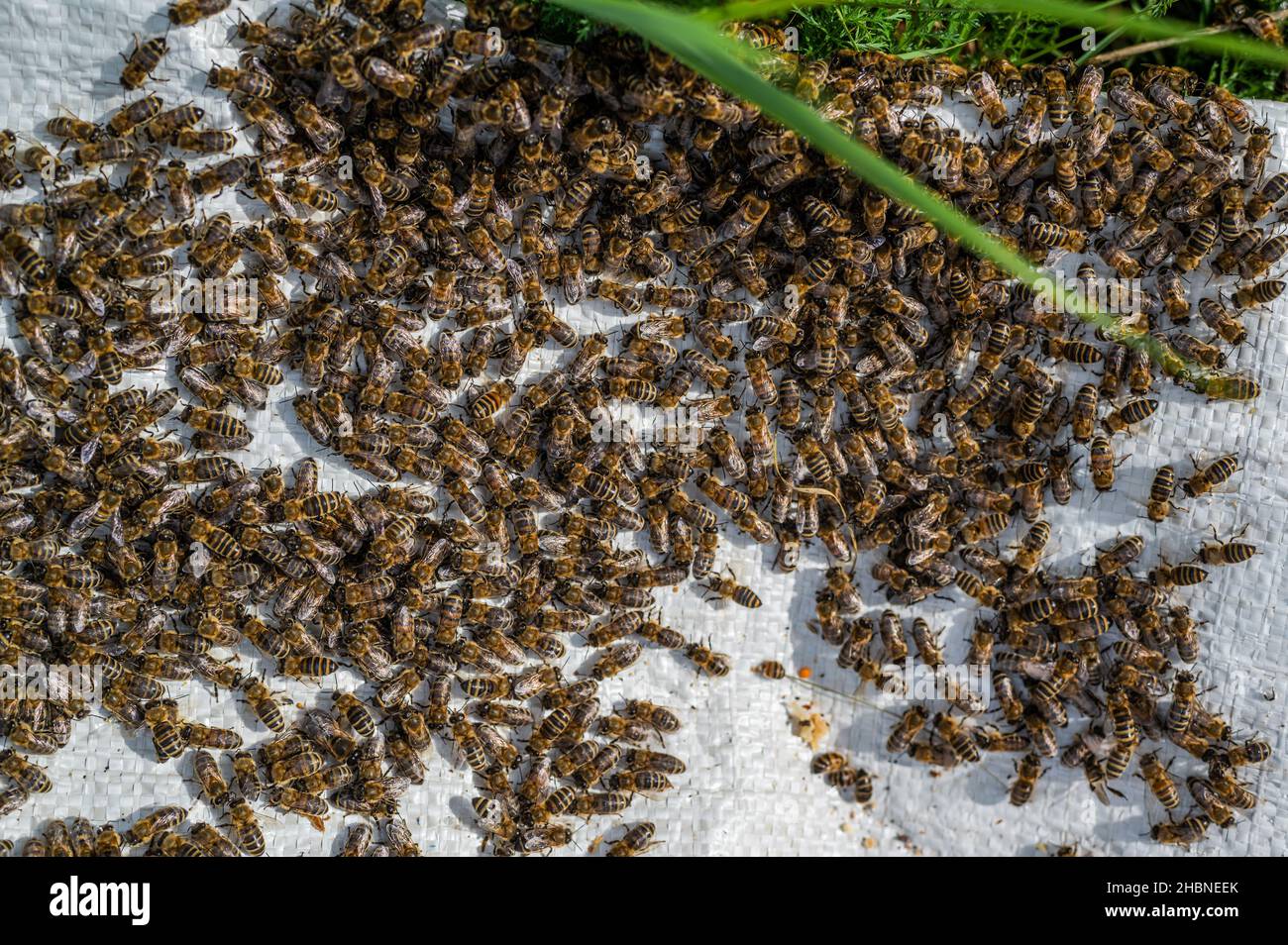 Work of bees hi-res stock photography and images - Alamy