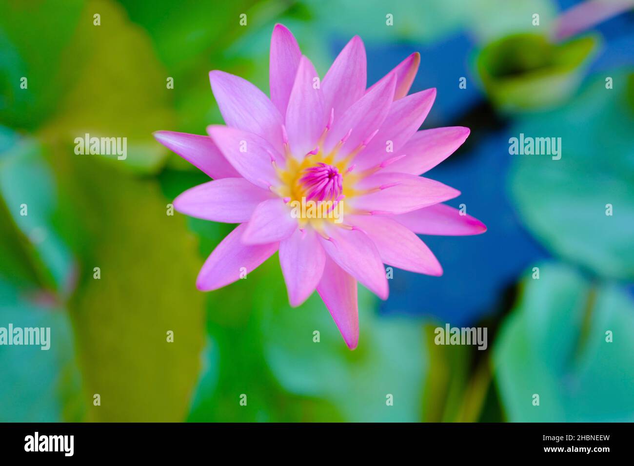 Purple water lily at Allerton Garden on Kauai Stock Photo