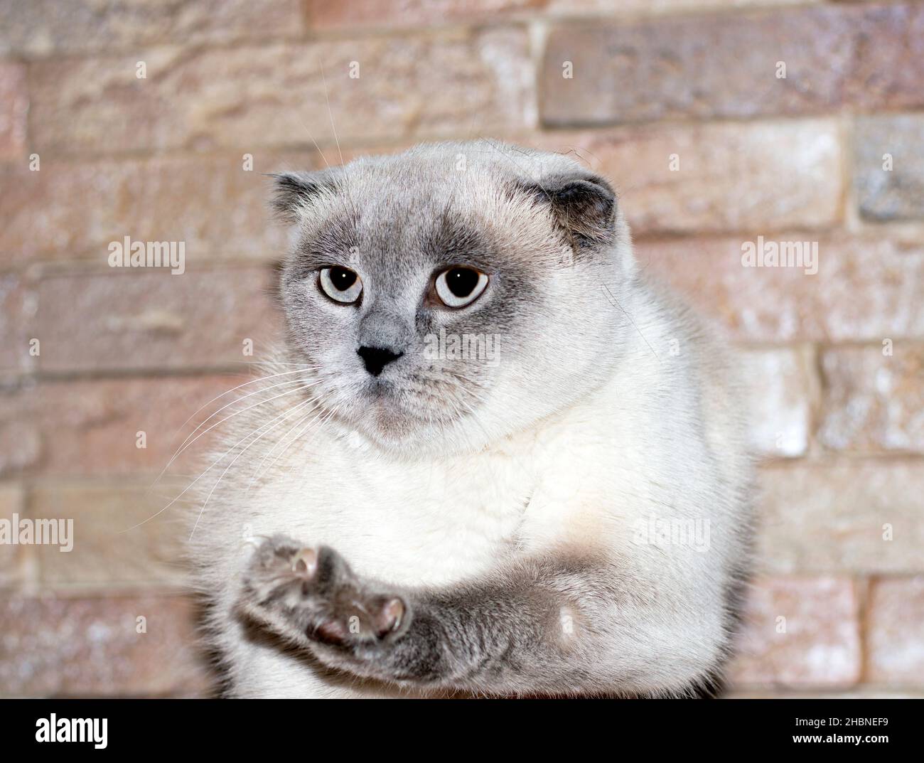Scotish-fold white blue-point cat on the background of a brick wall, cats, kittens and cats in the house, pets their photos and their life Stock Photo