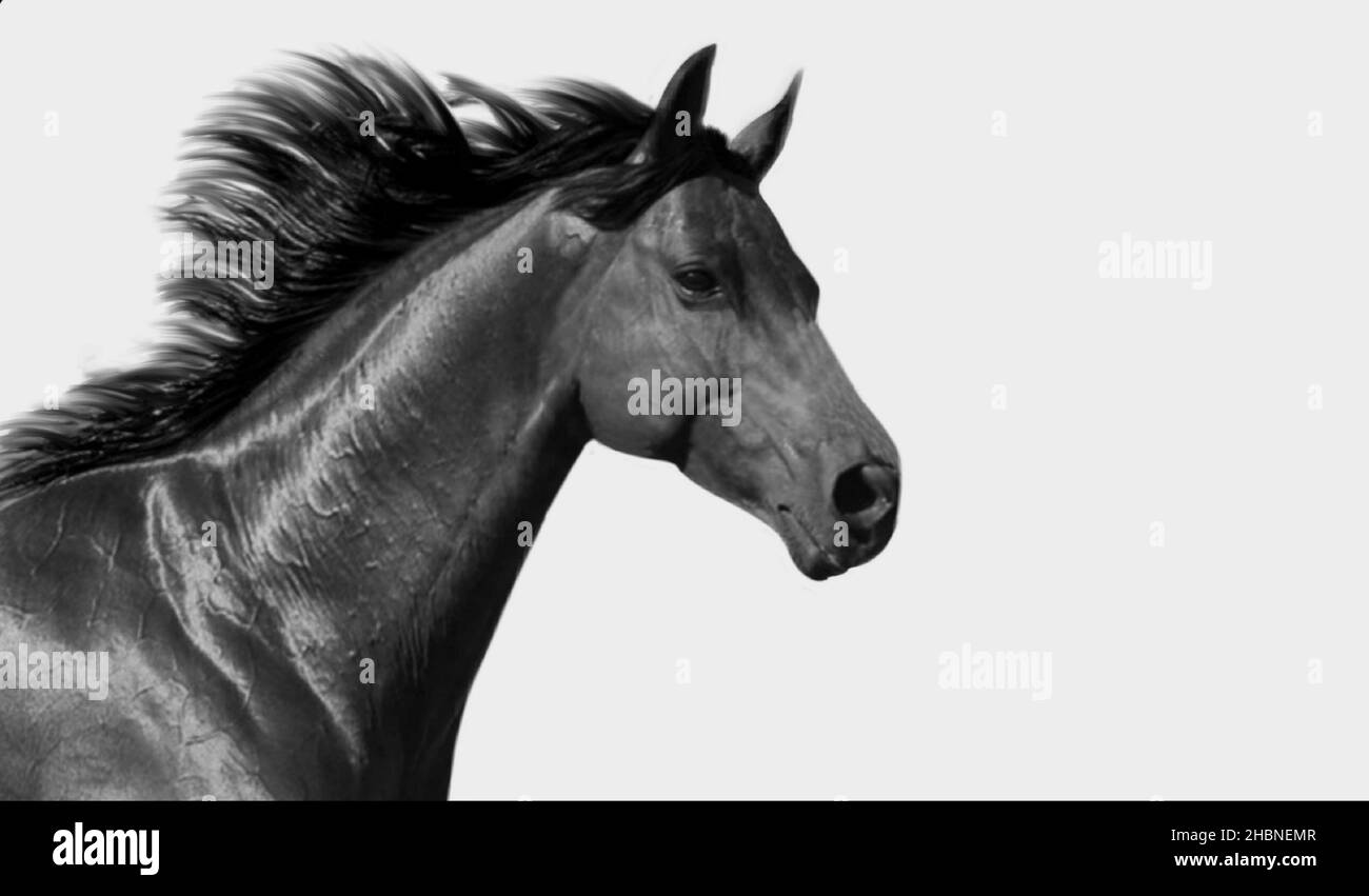 Black And White Horse Running Isolated Face Stock Photo