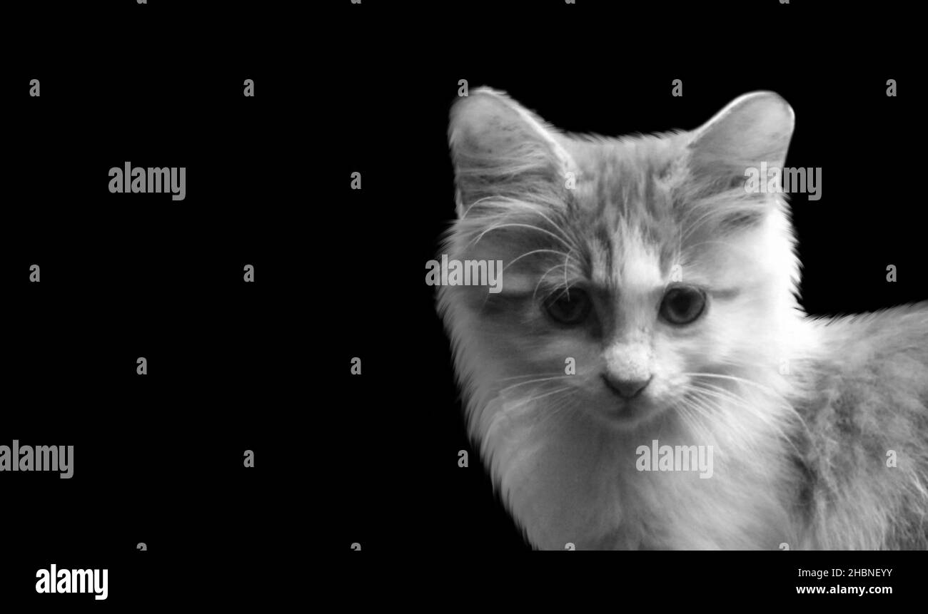 Black And White Kitten In The Dark Background Stock Photo