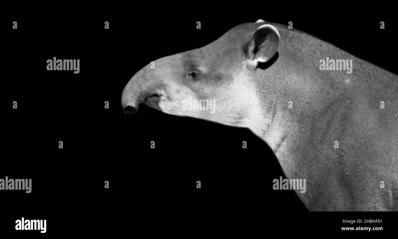 Cute Black And White Tapir Closeup Face In The Dark Background Stock Photo