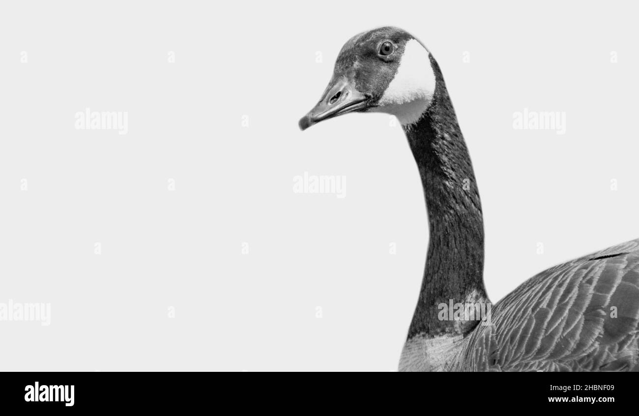 Black And White Goose In The White Background Stock Photo