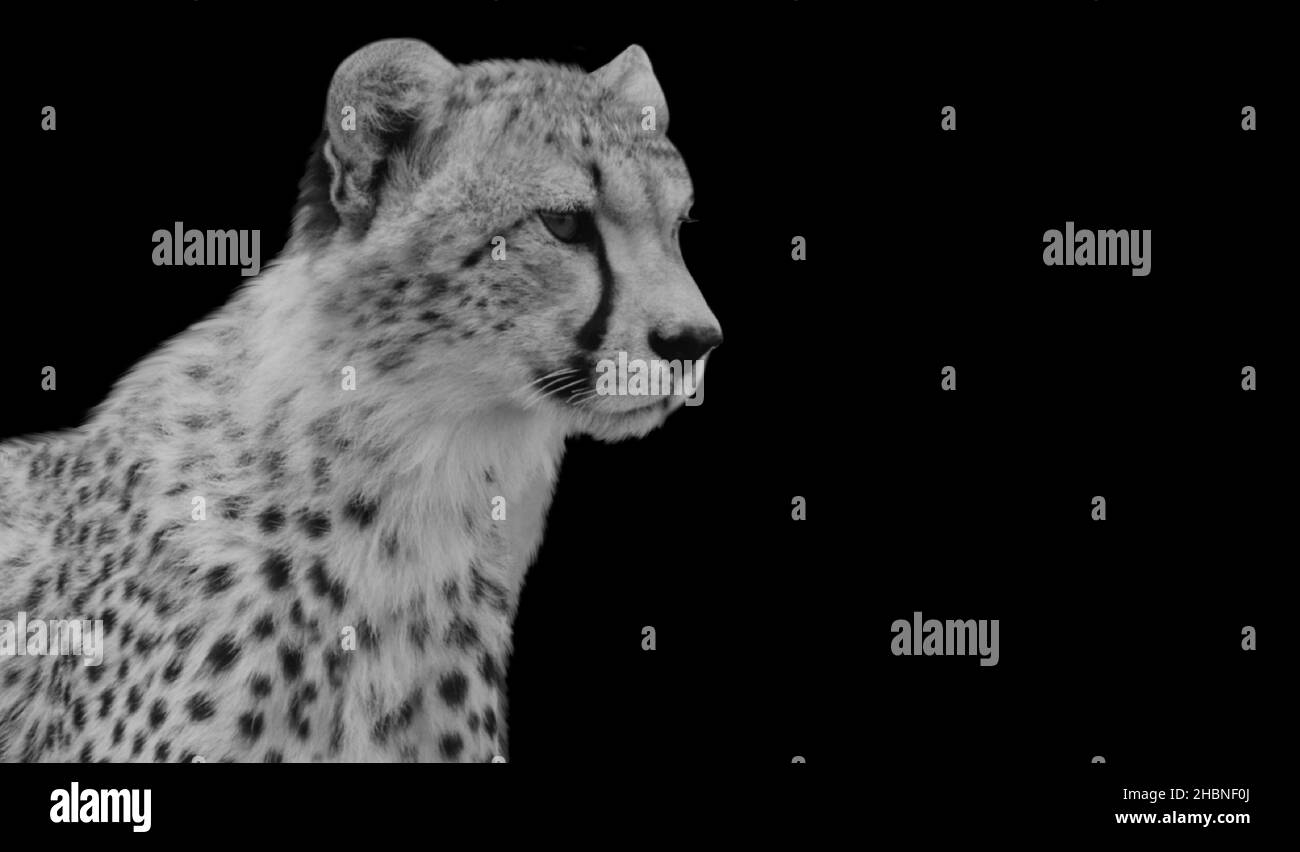 Dangerous Cheetah Sitting In The Black Background Stock Photo