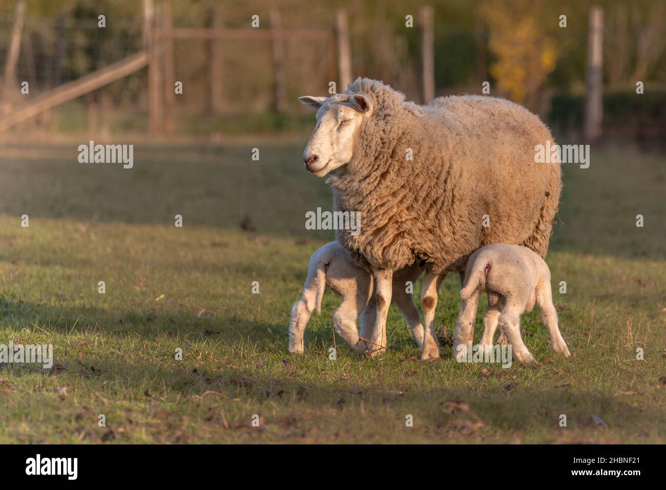 Two week old lambs in a pen with their mother in early spring Stock ...