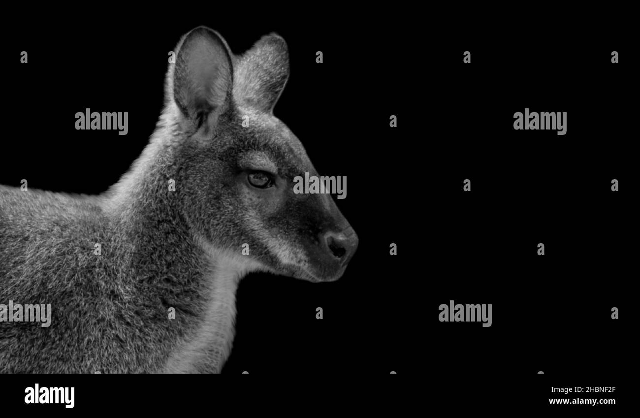 Amazing Black And White Kangaroo Face On The Dark Background Stock Photo