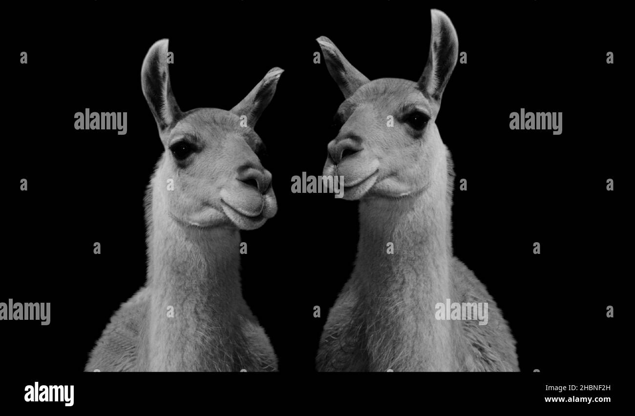 Two Cute Beautiful Alpaca Standing In The Black Background Stock Photo