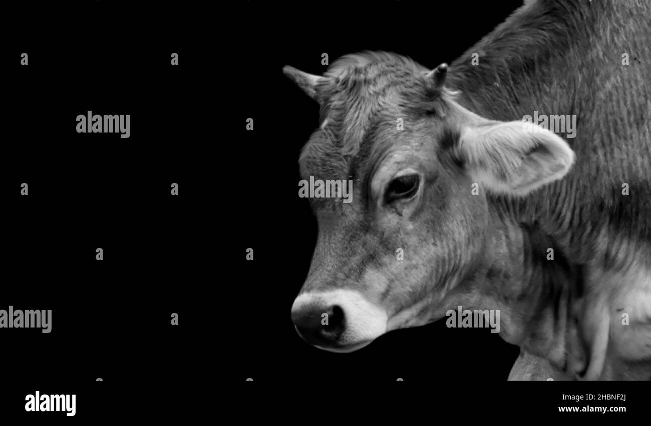 Cow Portrait Face In The Dark Background Stock Photo