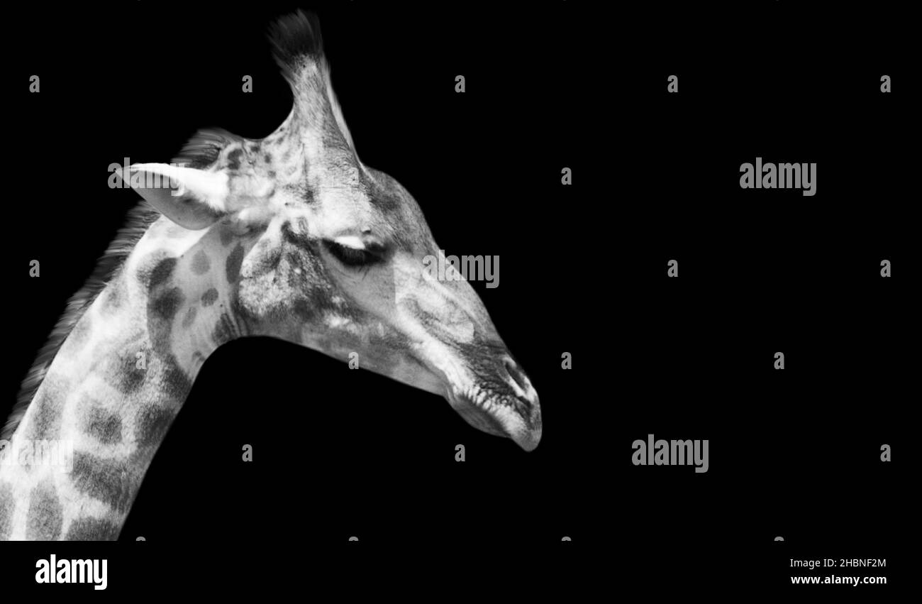 Black And White Giraffe Head Closeup Stock Photo