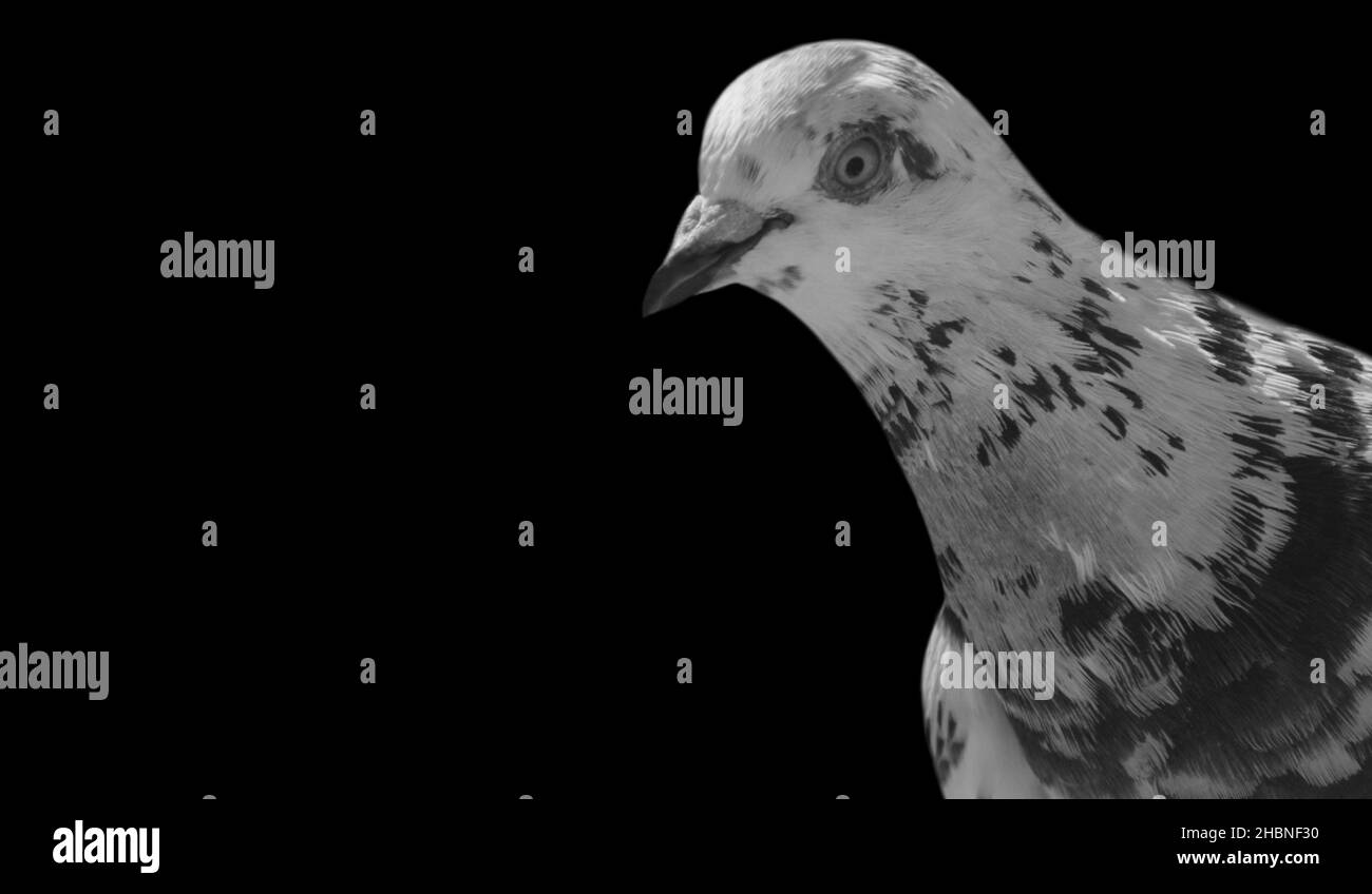 Spotted Pigeon Portrait On The Dark Background Stock Photo