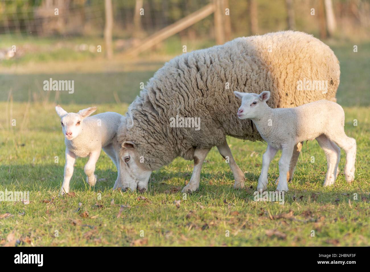 Two week old lambs in a pen with their mother in early spring. France ...