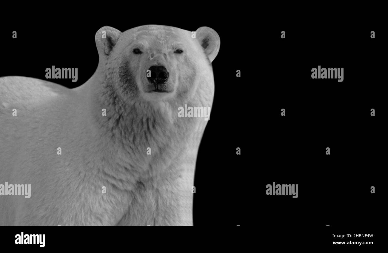 Big Polar Bear Closeup On The Dark Background Stock Photo