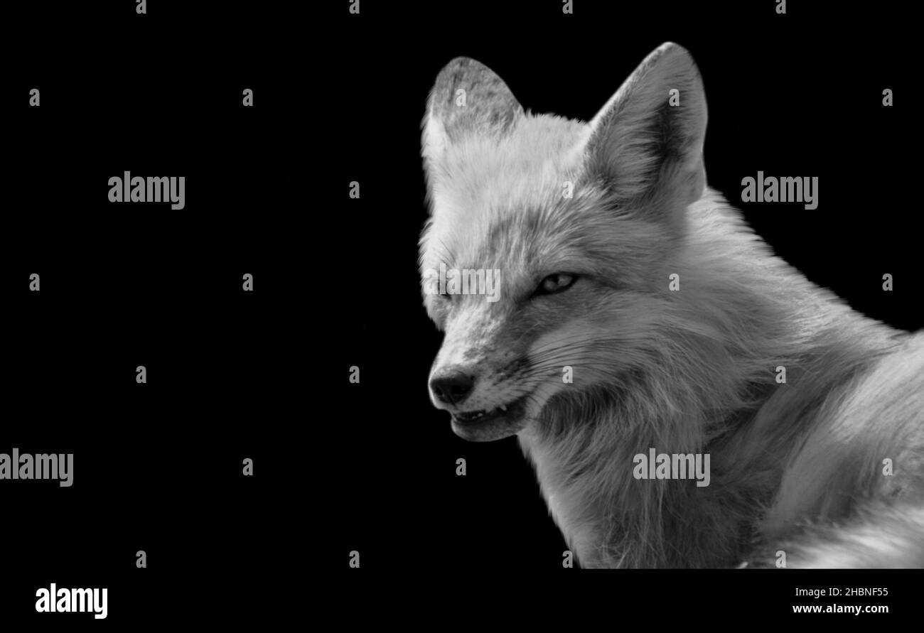Black And White Fox Angry Face In The Black Background Stock Photo