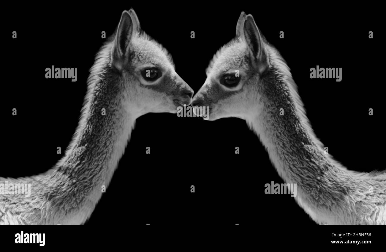 Two Beautiful Cute Funny Llama Closeup Stock Photo