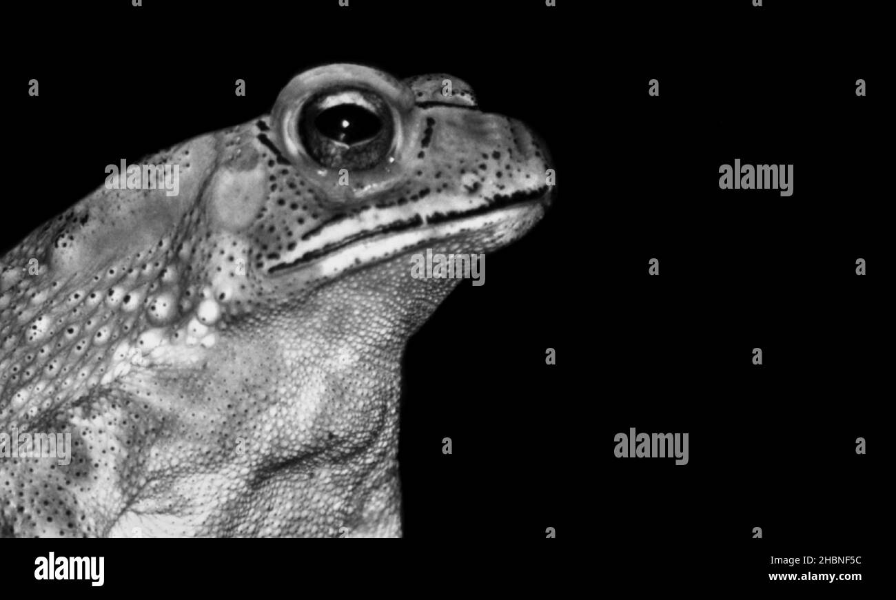 Frog Face Portrait On The Dark Background Stock Photo