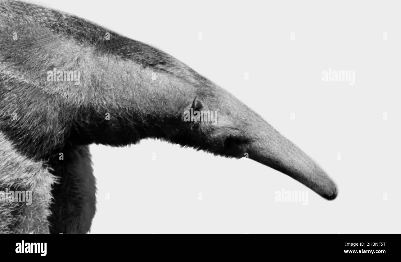 Giant Anteaters Closeup Isolated On The White Background Stock Photo