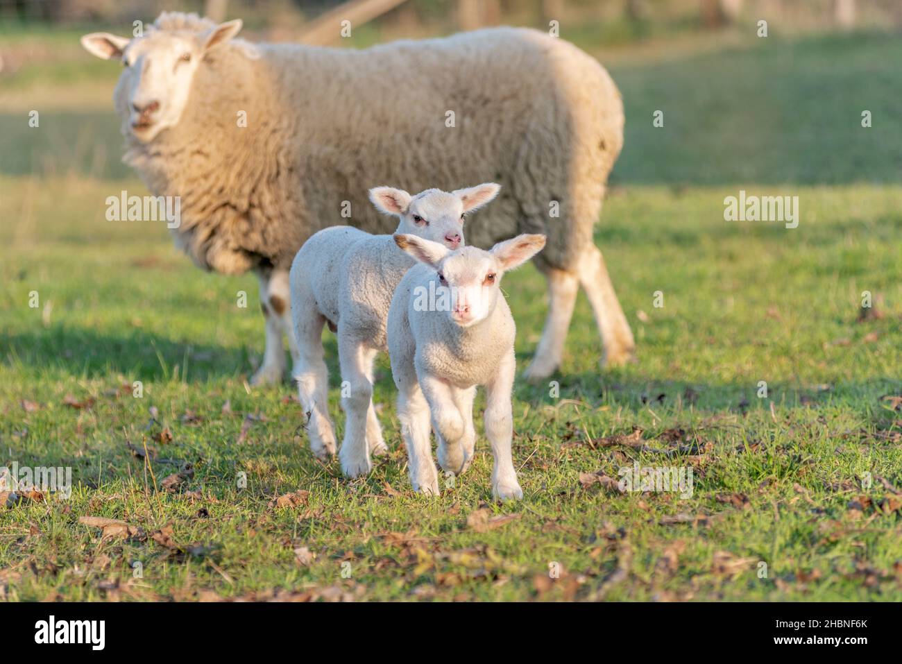 Two week old lambs in a pen with their mother in early spring. France ...