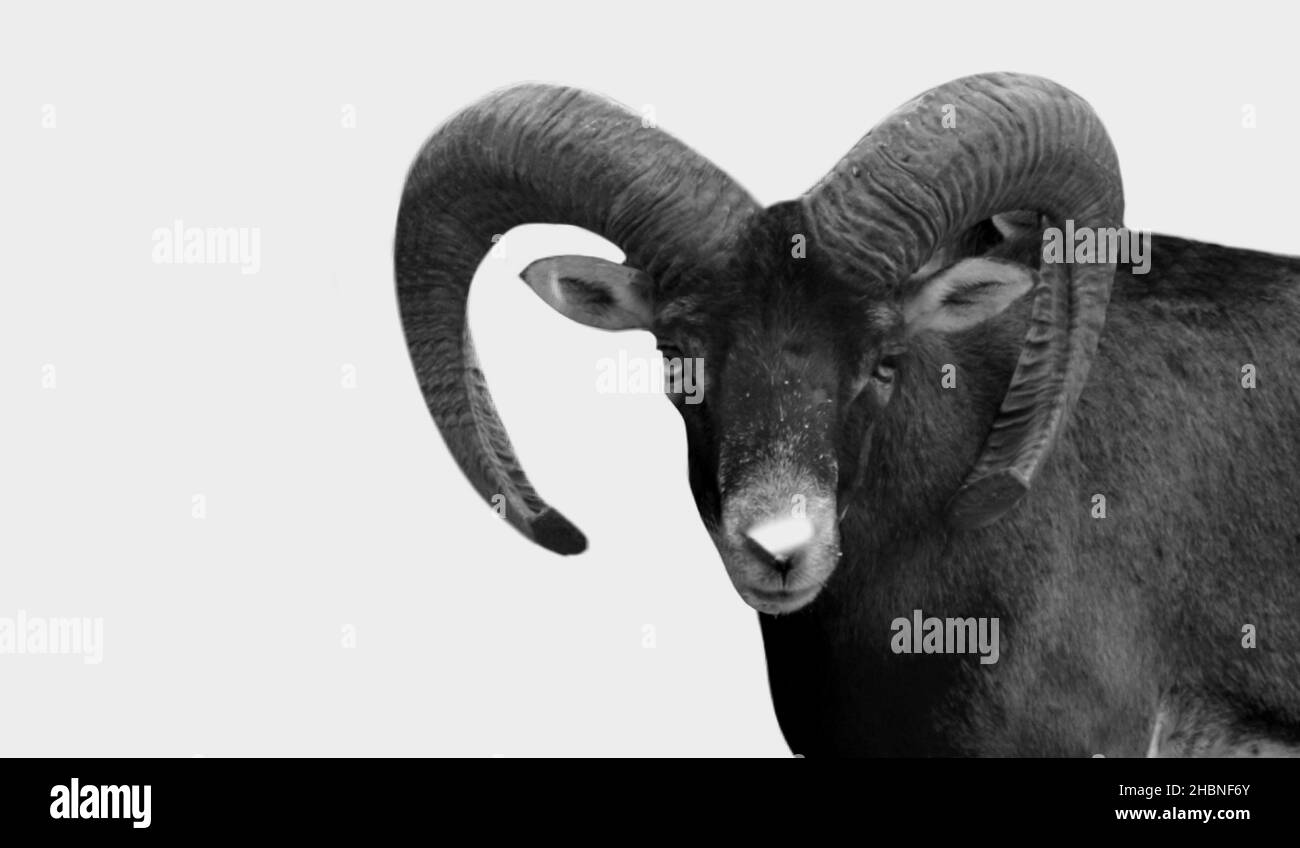 Bighorn Sheep Isolated In The White Background Stock Photo