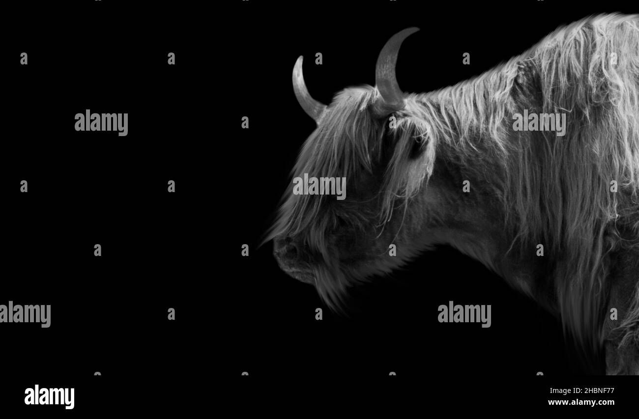 Highland Cattle With Long Hair Portrait On The Black Background Stock Photo