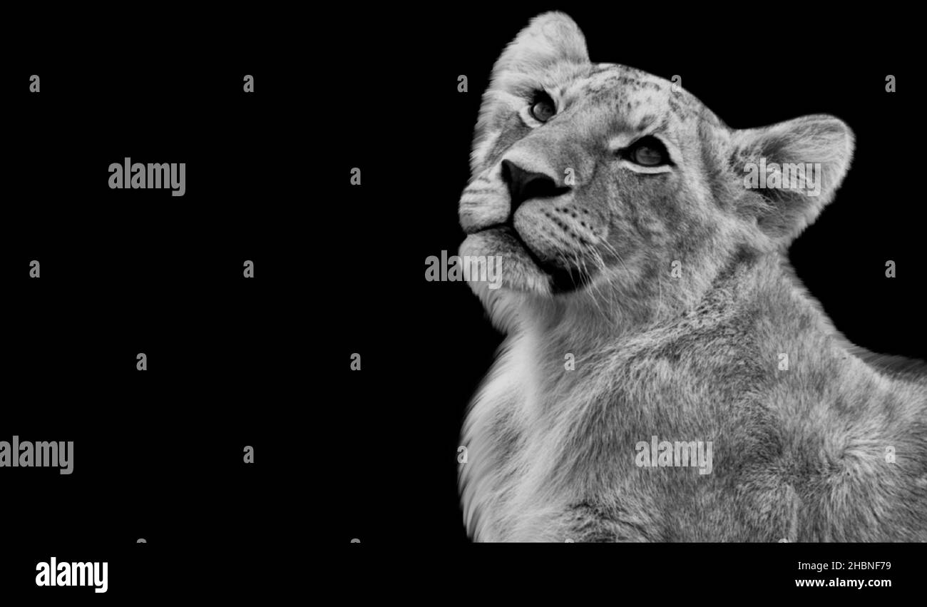 Black And White Lion Looking Up On The Dark Background Stock Photo Alamy