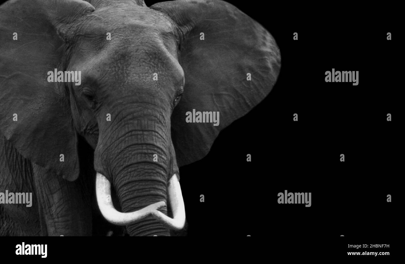 Black And White African Elephant Closeup Face With Big Teeth On The Black Background Stock Photo