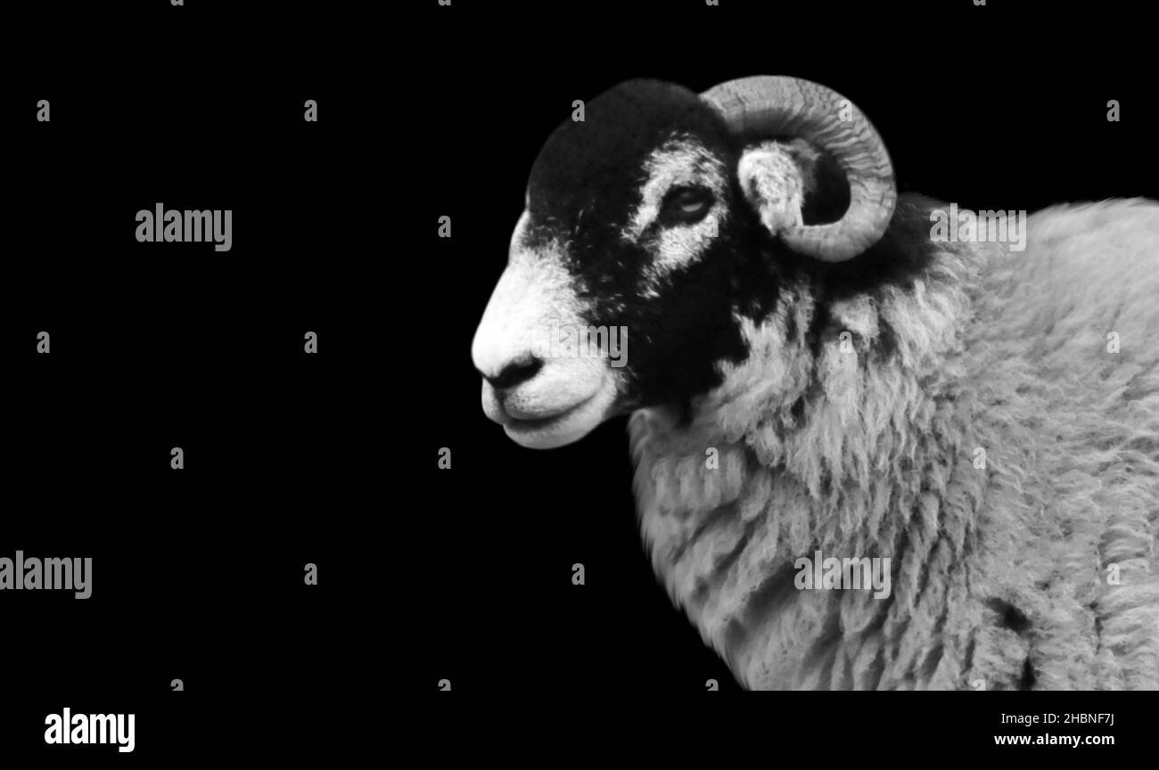 Black And White Sheep Face In The Black Background Stock Photo Alamy